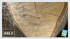 Alla scoperta del legno: gli anelli di crescita